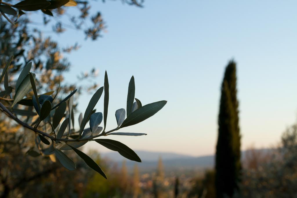 Villa Degli Ulivi Assisi Exteriör bild